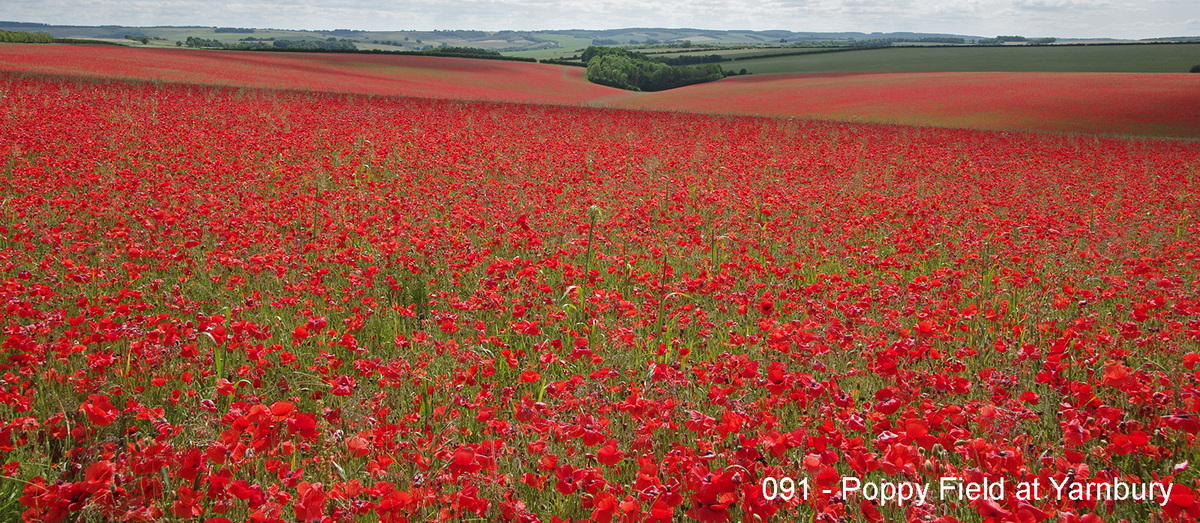 091 - Poppy Field at Yarnbury
